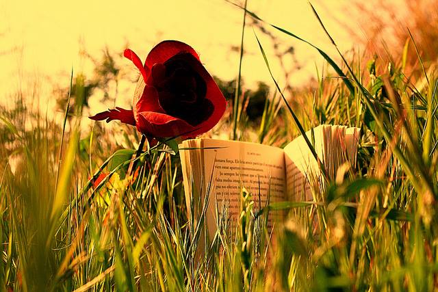 La fiesta del libro y la rosa